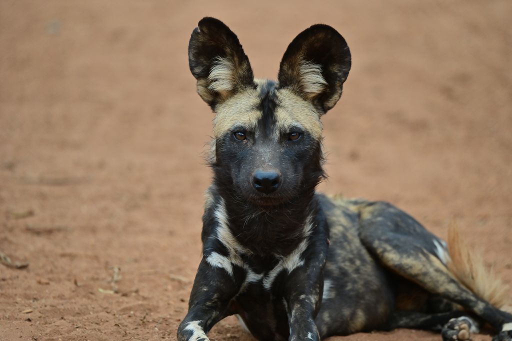 Wildhund Tansania Volker Sthamer