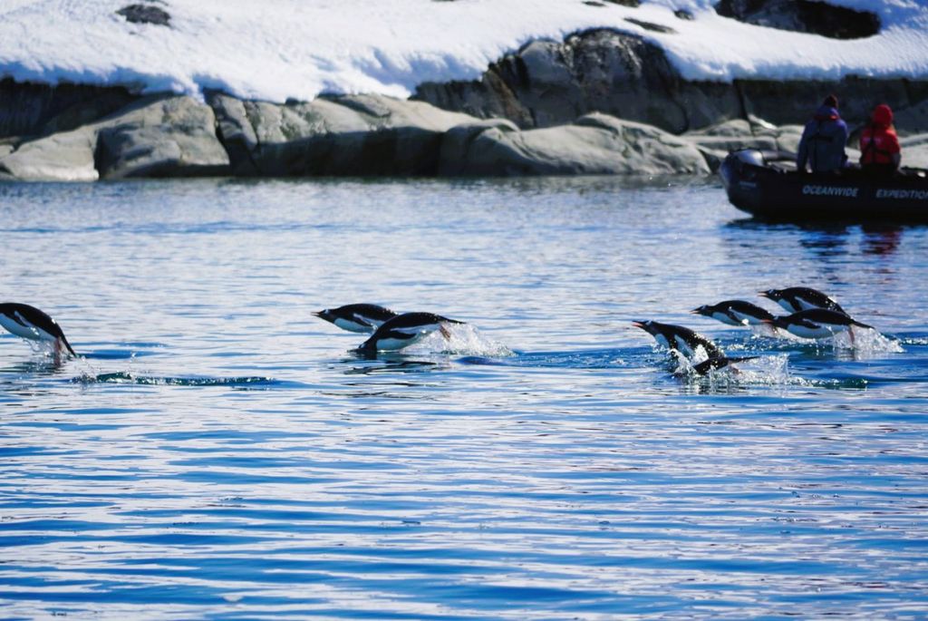 Eselspinguin Antarktis Elisa Stoll