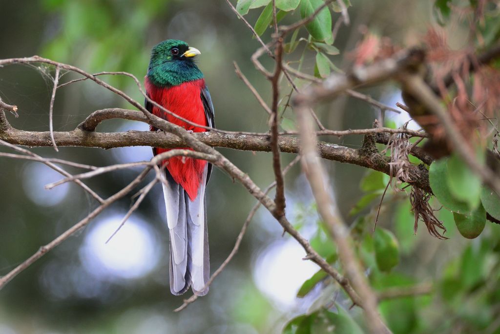 Narina Trogon Tansania Volker Sthamer