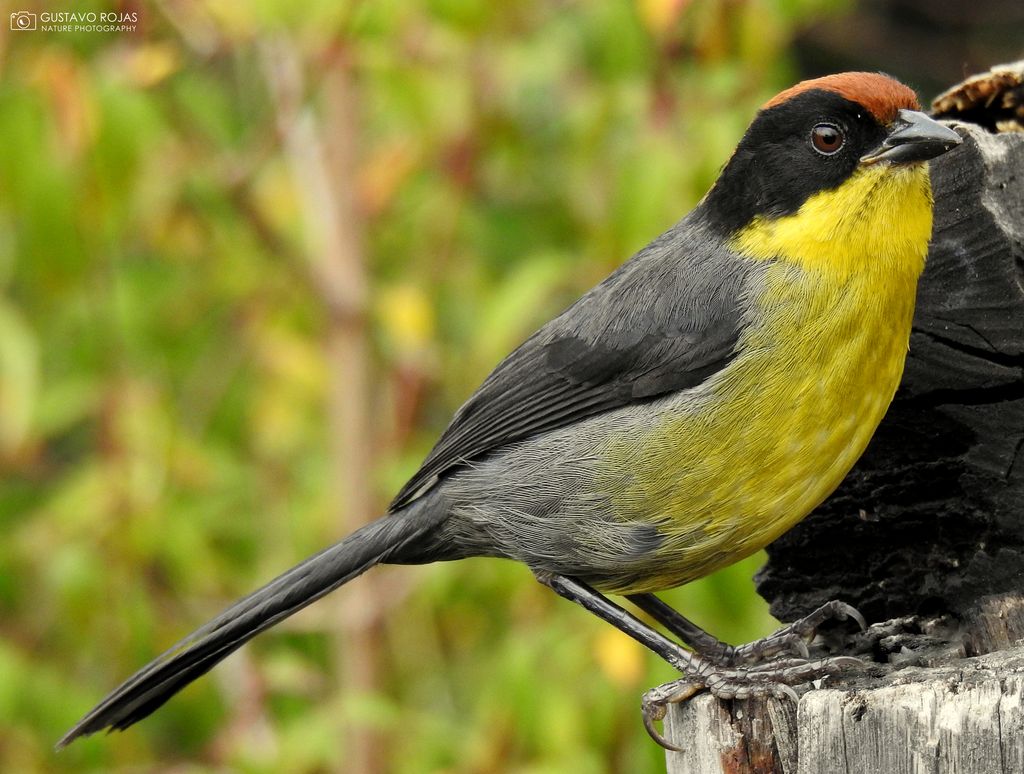 Gelbbrustbuschammer (G. Rojas)