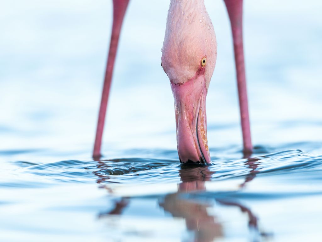Rosaflamingo mit Schnabel im Wasser