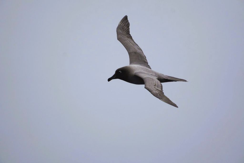 Russalbatros Antarktis Elisa Stoll