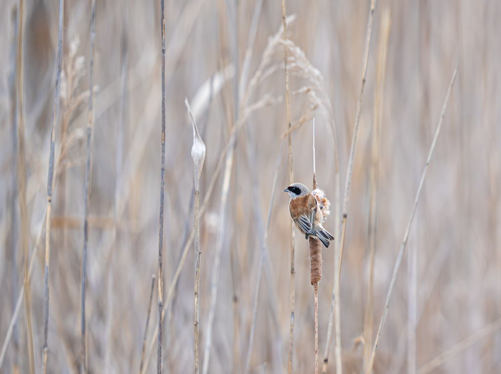 Beutelmeise im Schilf
