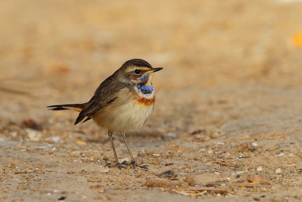 Blaukehlchen Oman Christoph Moning