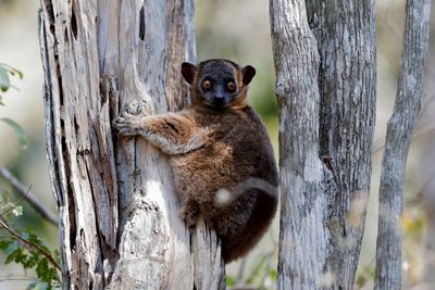 Hubbard-Wieselmaki Madagaskar