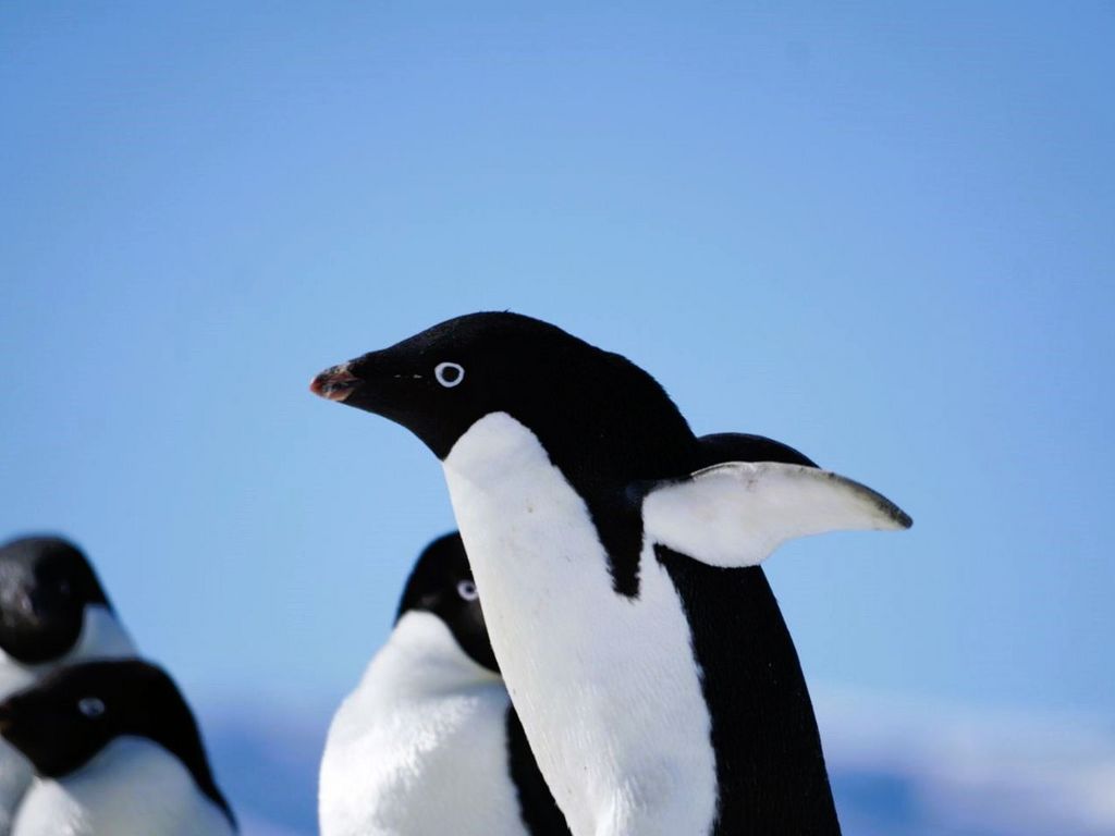 Adeliepinguin Antarktis Elisa Stoll 