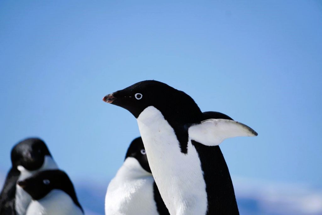 Adeliepinguin Antarktis Elisa Stoll 