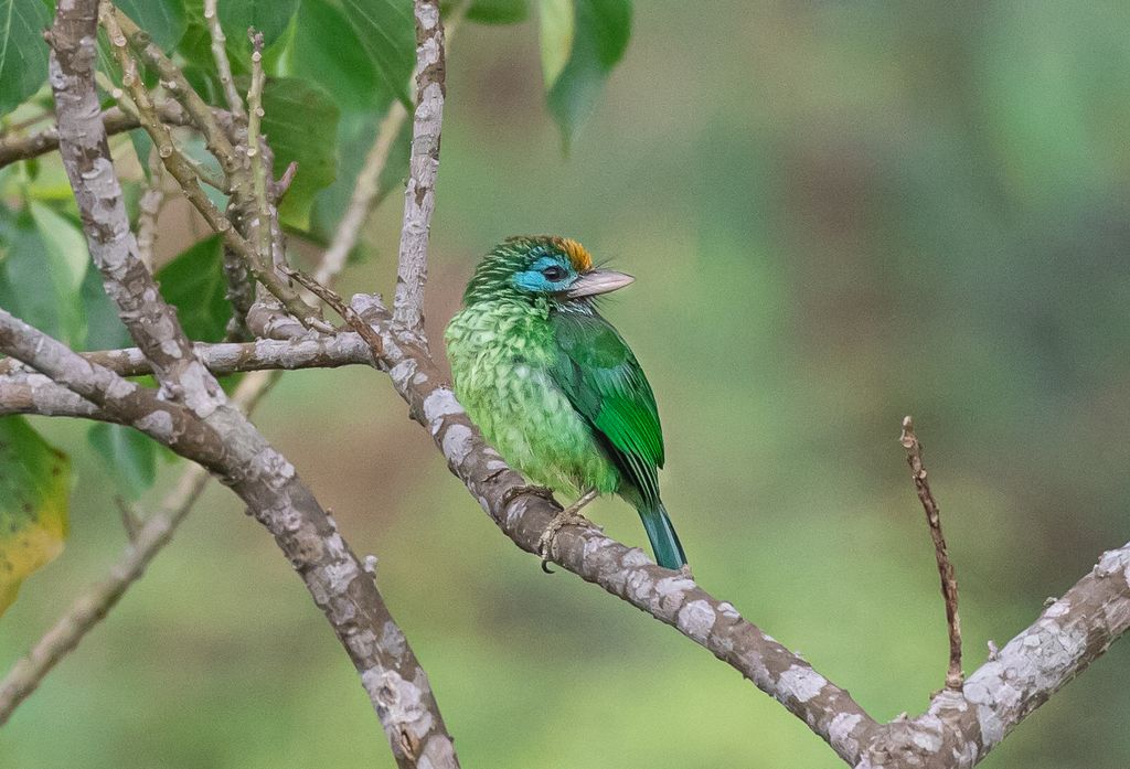 Bronzestirn Bartvogel