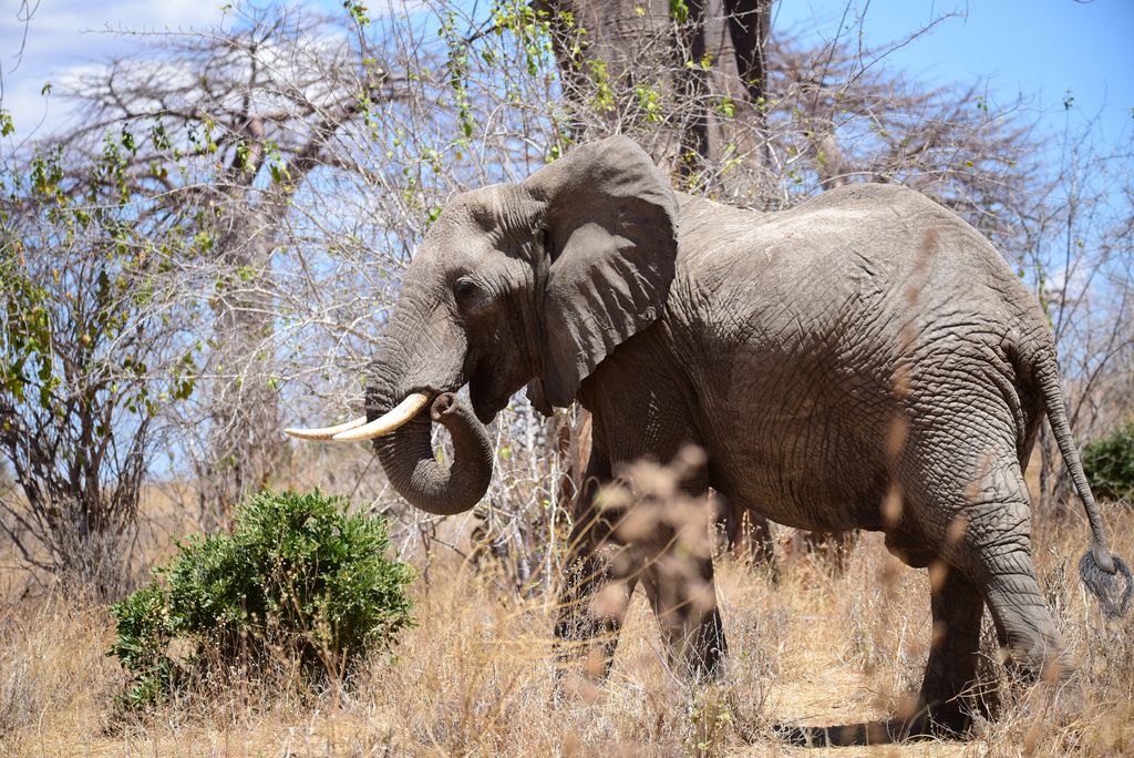 Elefant Tansania Volker Sthamer