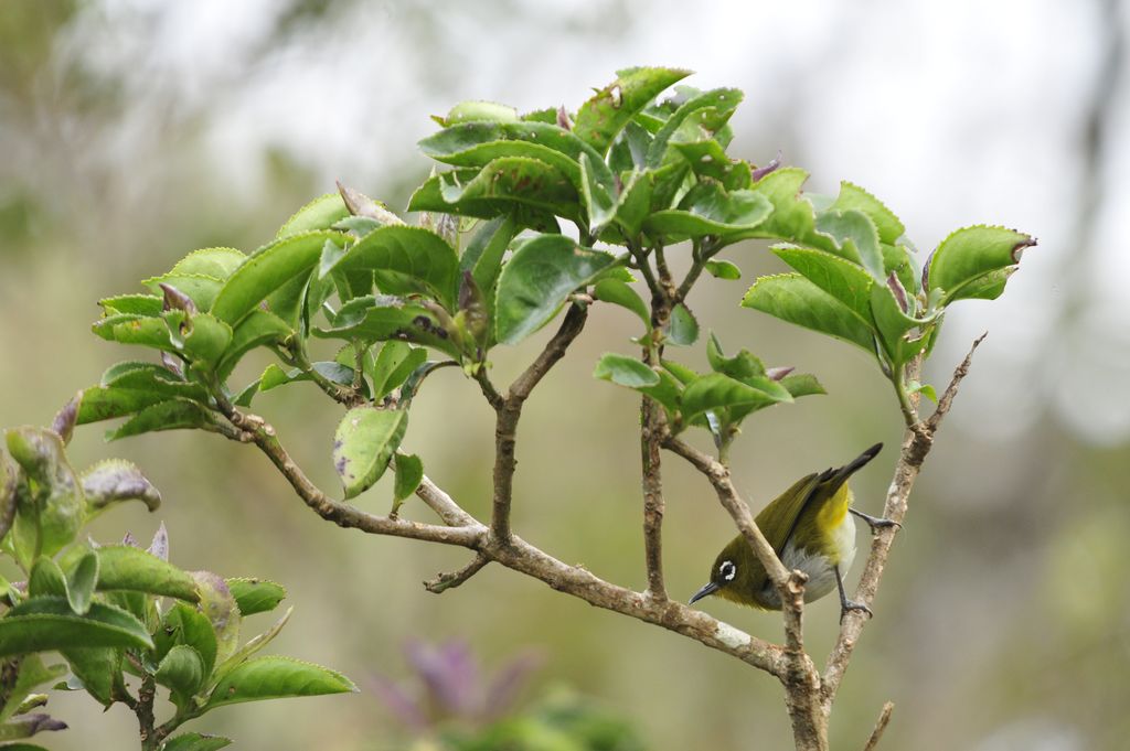 Ceylonbrillenvogel Sri Lanka Krishna Karki