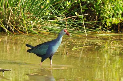 Purpurhuhn Sri Lanka