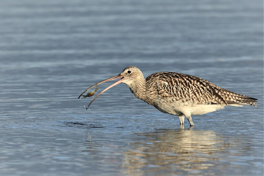 Grosser Brachvogel Bernd Grube