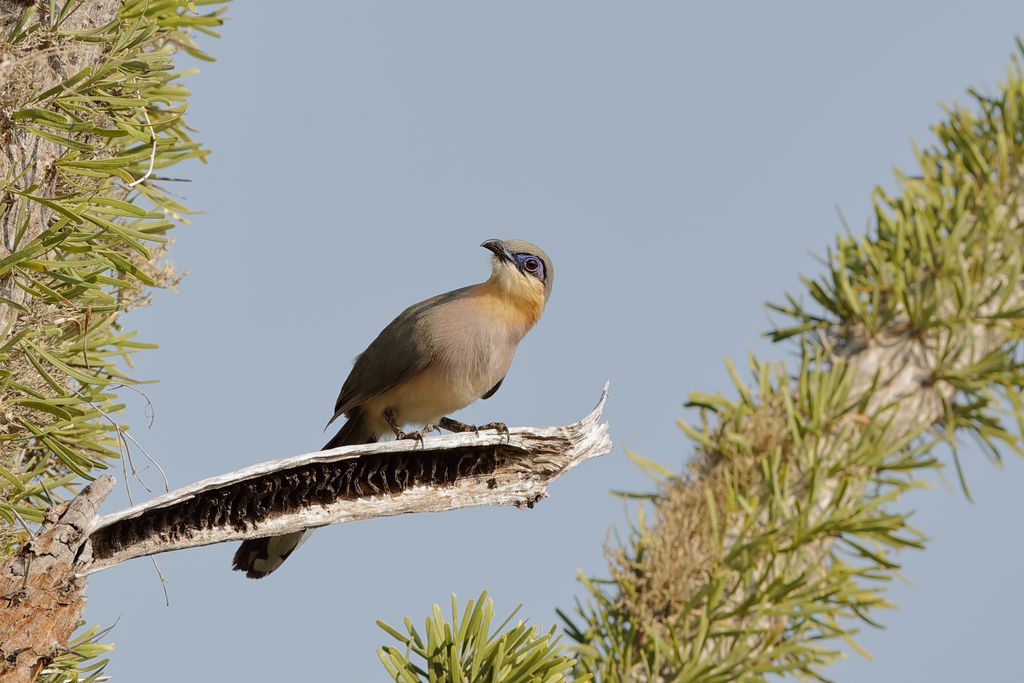 Gelbkehl-Seidenkuckuck Madagaskar