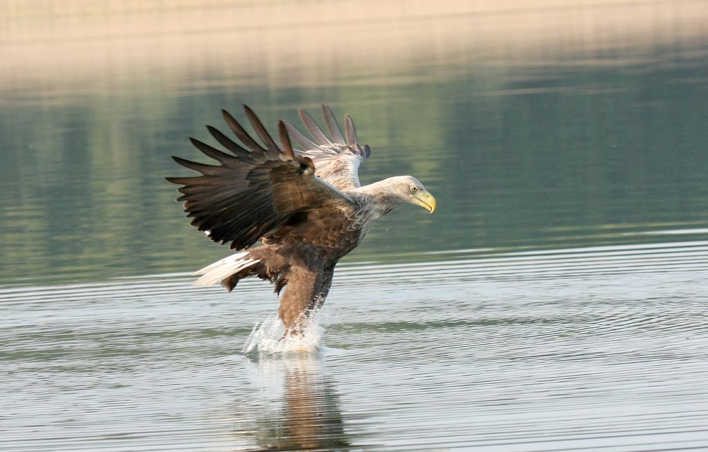 Seeadler Deutschland Rolf Schneider