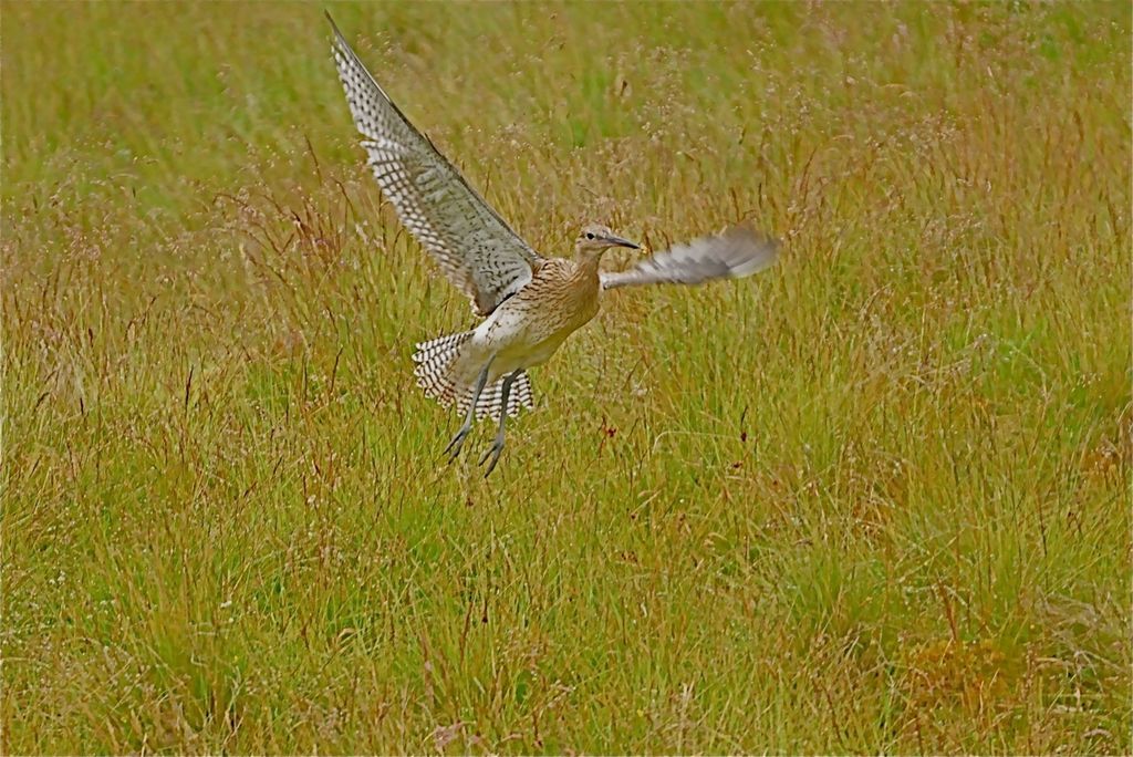 Großer Brachvogel