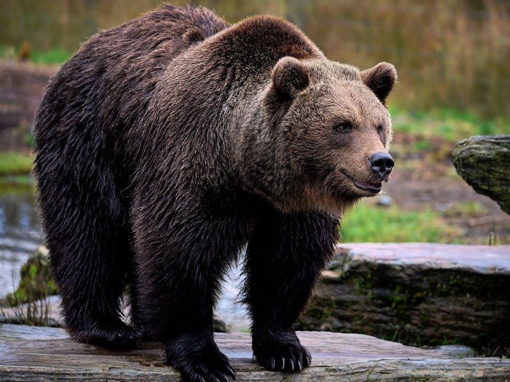 Grizzlybär am Fluss