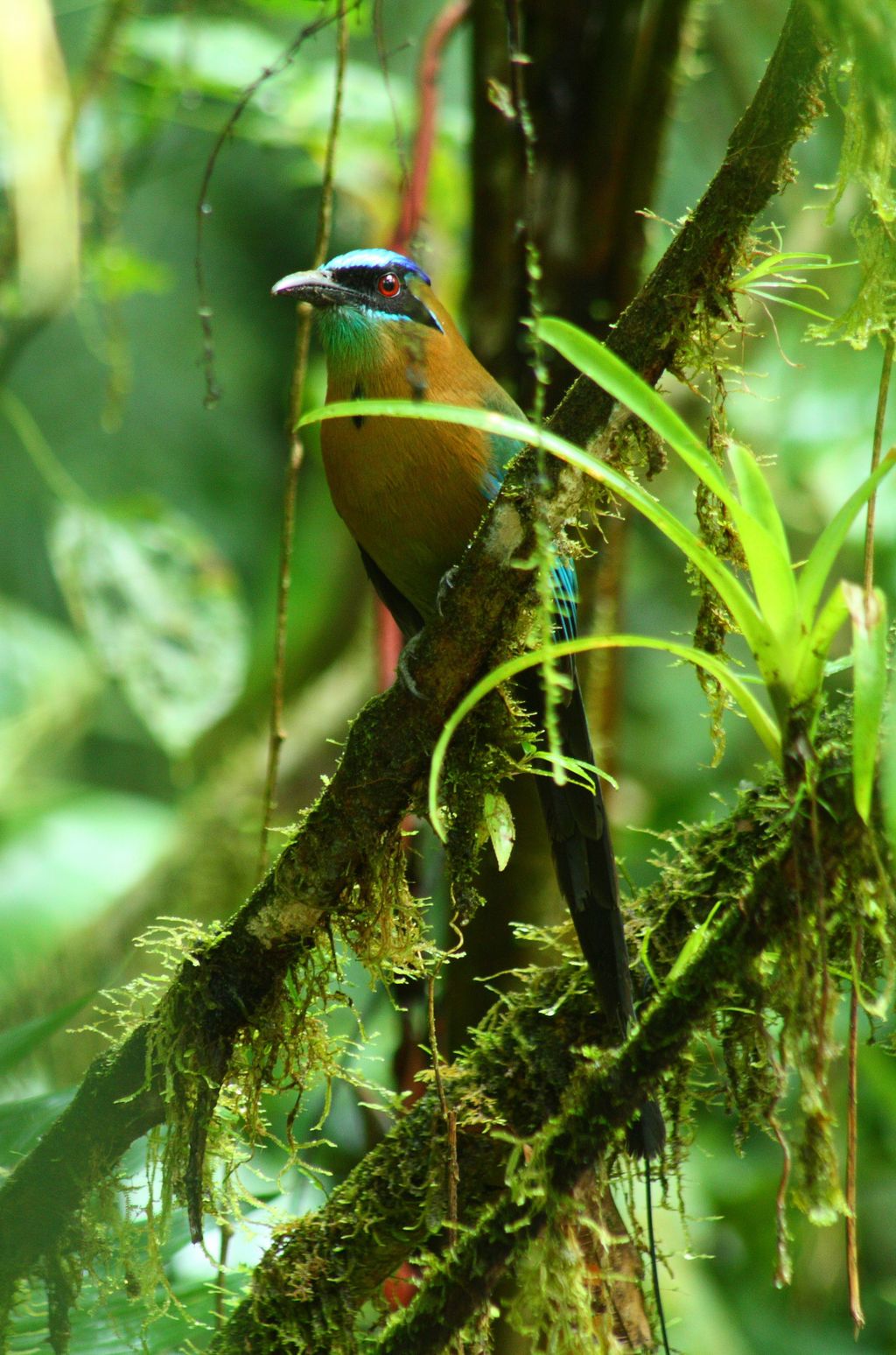 Blauscheitelmotmot Pantanal Chris Engelhardt