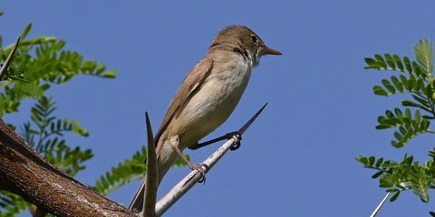 Isabellspötter | Foto: E. Köhler - Naturgucker