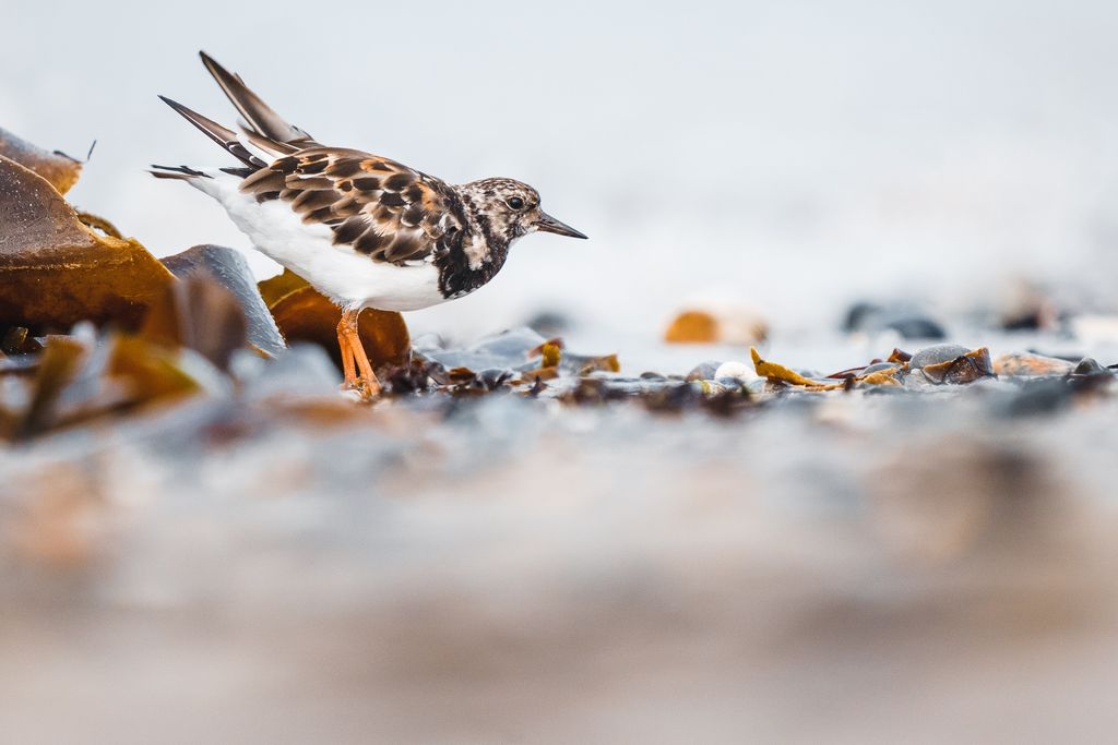 Steinwälzer am Strand Deutschland Lea und Anskar