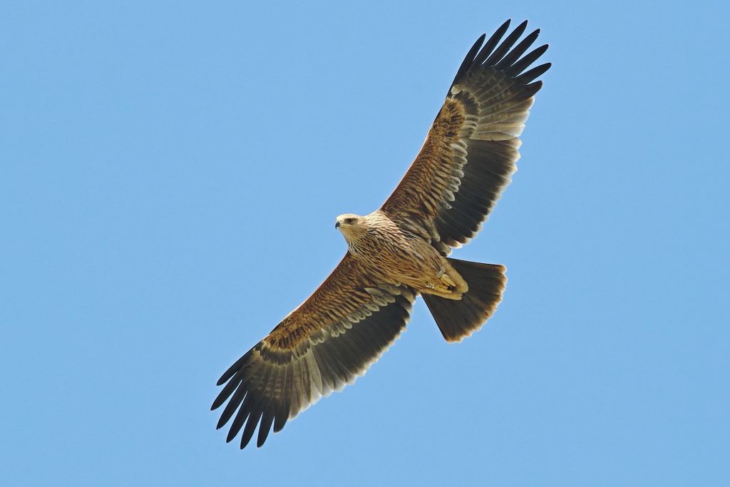 Kaiseradler ( Gabor Simay)