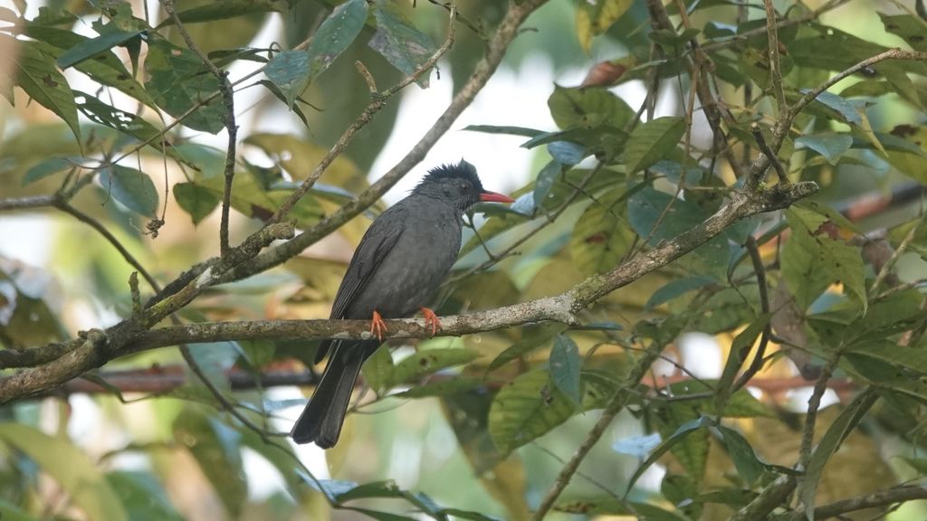Vogelbeoachtung Sri Lanka - Reisebericht