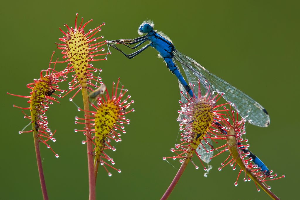 Libelle auf Nahrungssuche (Willi Rolfes)