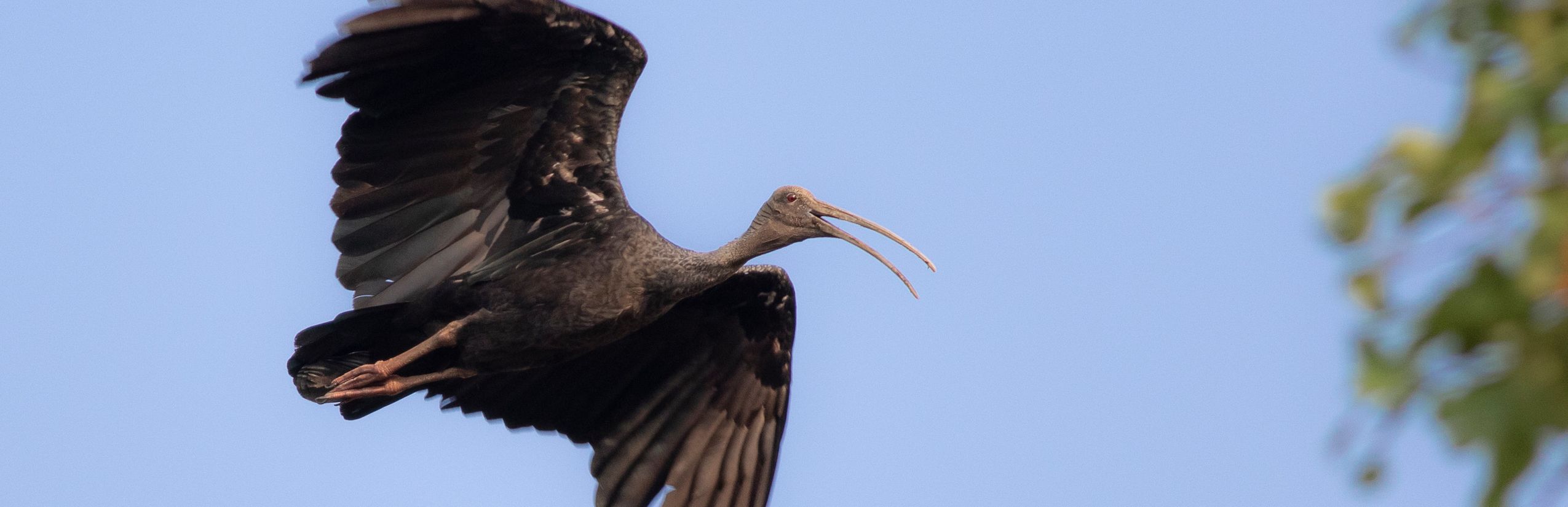Riesenibis in Kambodscha (Sean Mardy)