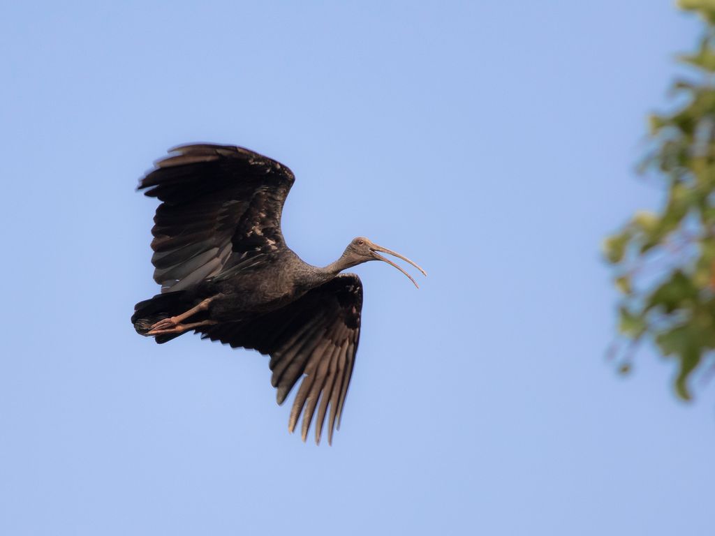 Riesenibis (Sean Mardy)