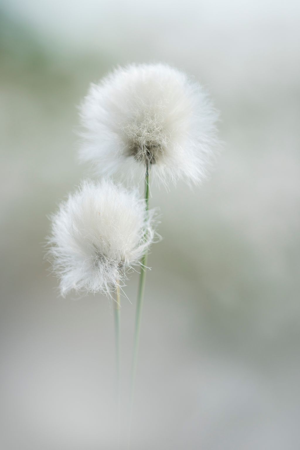 Pusteblume (Willi Rolfes)