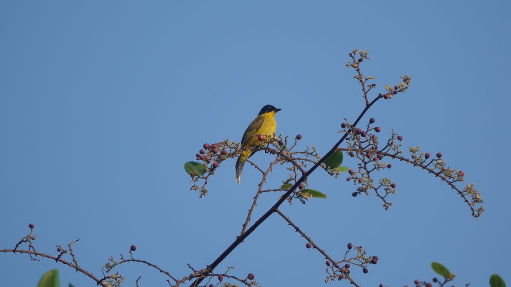 Vogelbeoachtung Sri Lanka - Reisebericht