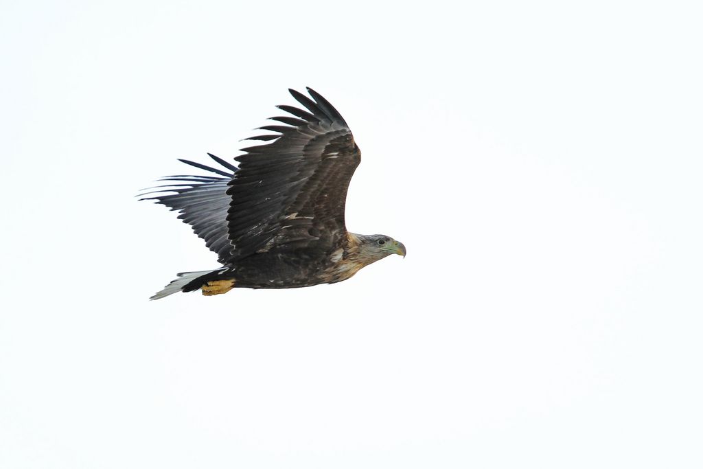 Seeadler Norwegen Christoph Moning