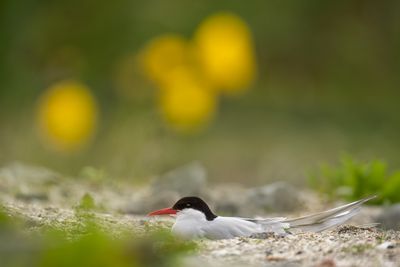 Küstenseeschwalbe in Norwegen