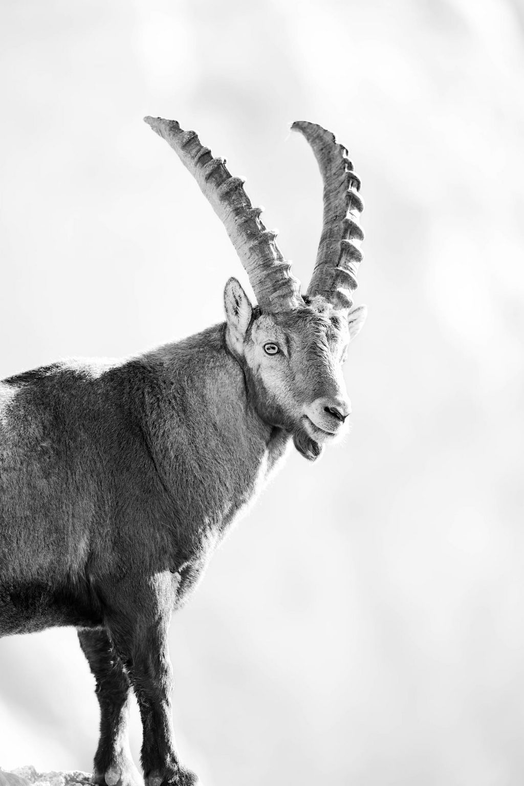 Hohe Wand/Steinbock (Alon M.)