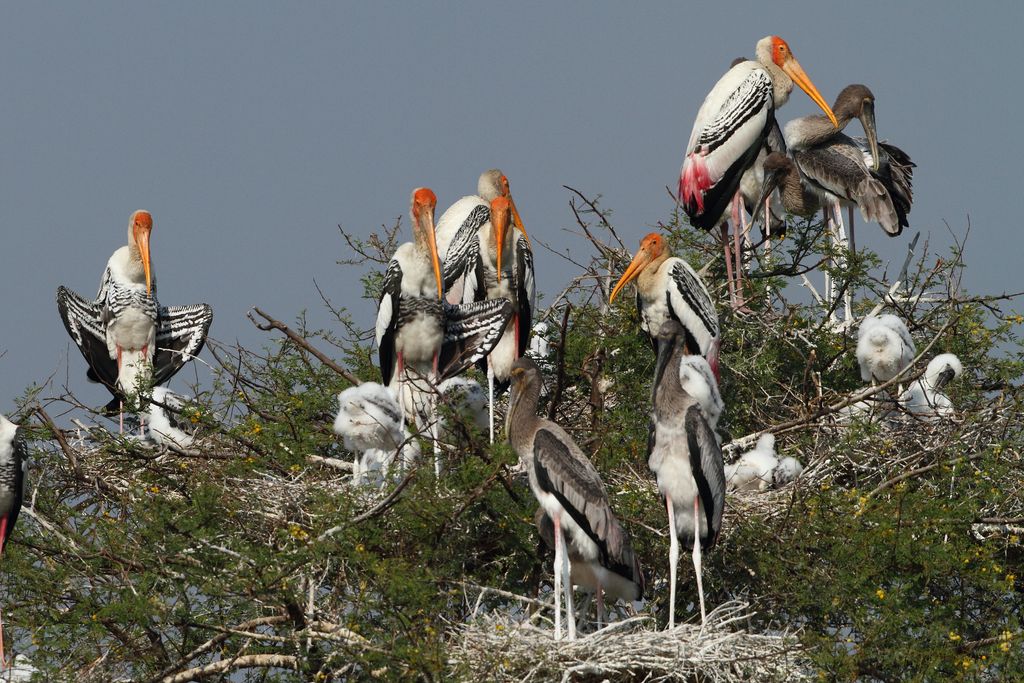 Buntstorch (M. Lilje)