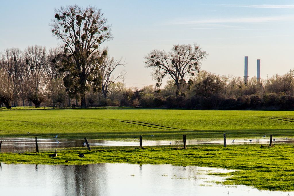 Düsseldorf (S. Schröder-Esch)