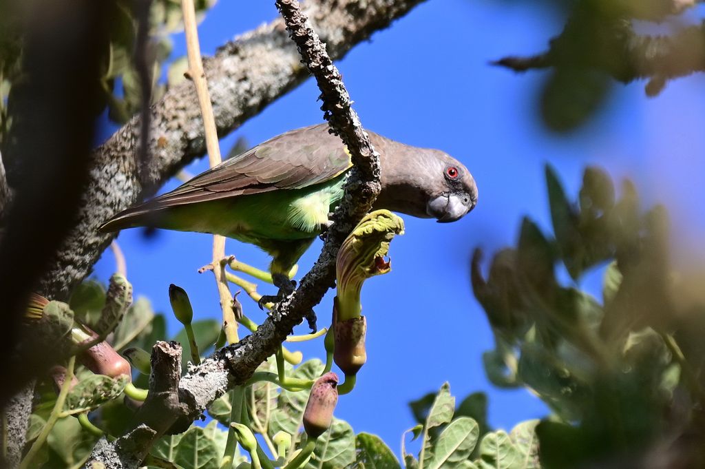 Goldbugpapagei Uganda Volker Sthamer