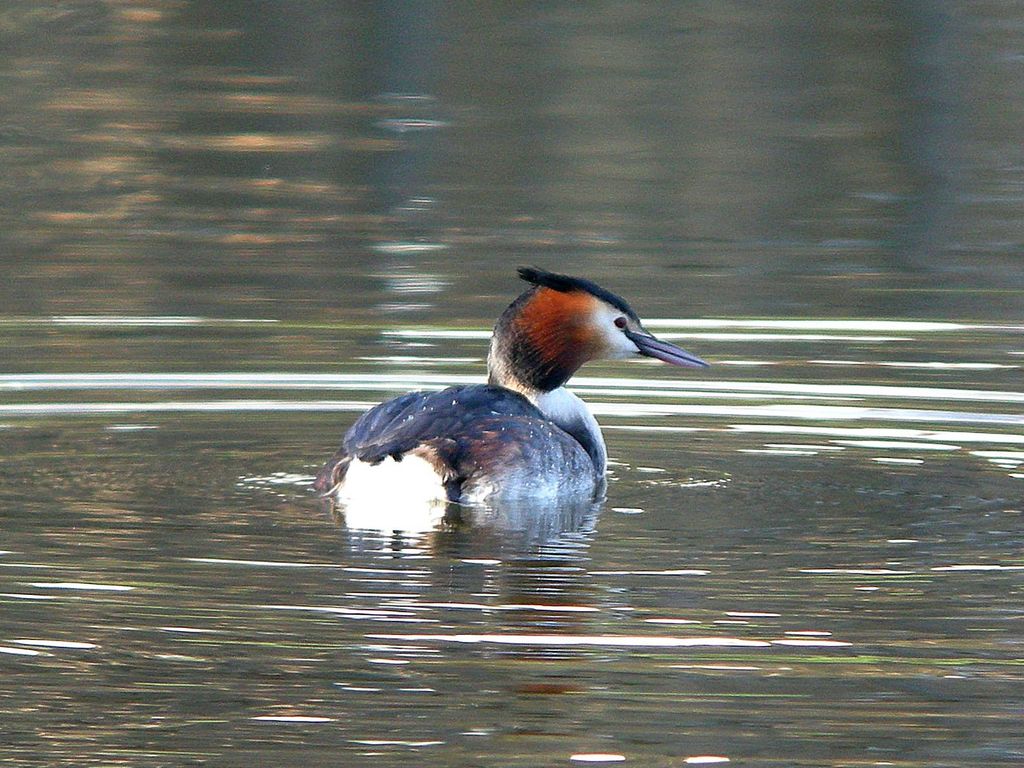 Haubentaucher im Wasser