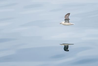Eissturmvogel in Norwegen