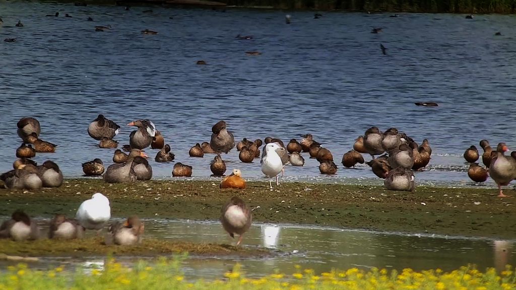 Wasservogel-Vielfalt in den Rieselfeldern (Thomas Griesohn-Pflieger)