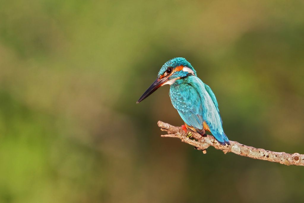 Eisvogel Sri Lanka Christoph Moning