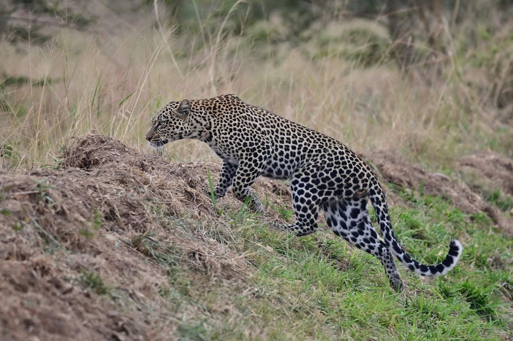 Leopard Tansania Volker Sthamer