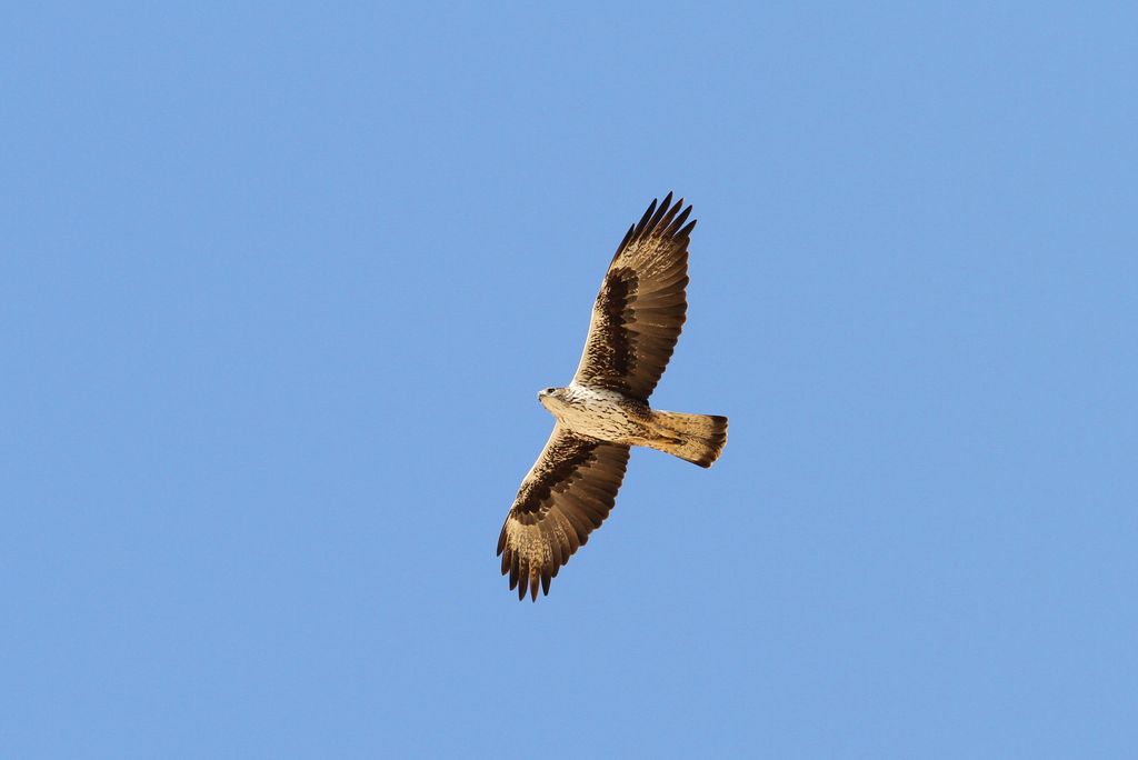 Habichtsadler Oman Christoph Moning