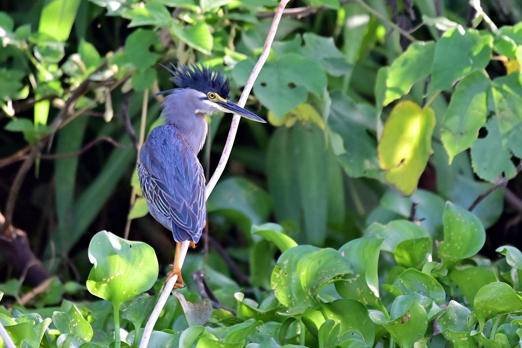 Mangrovenreiher Uganda Volker Sthamer