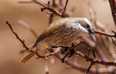 Namibiaschnäpper (A.Voigts)