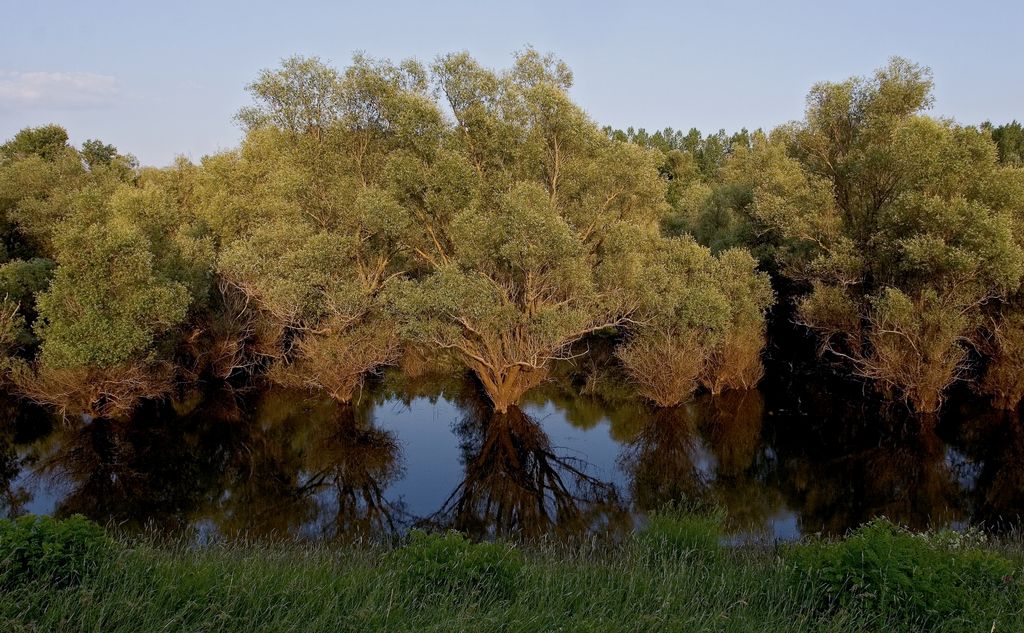 Auwälder der Theiss in Ungarn