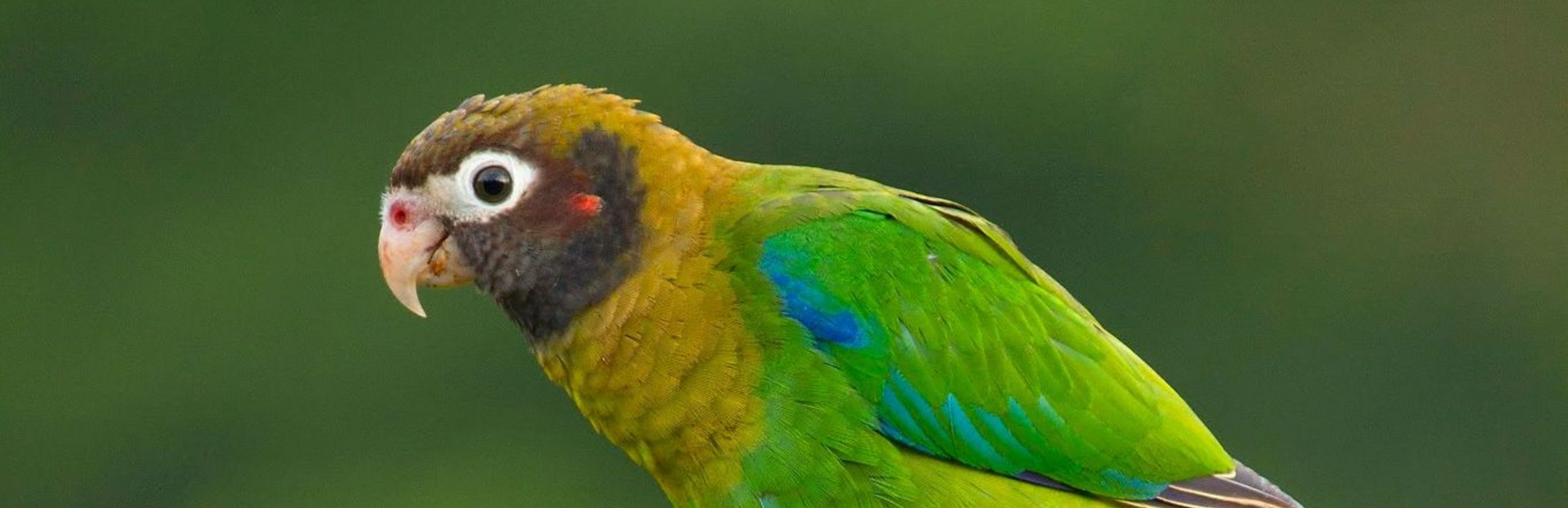 Vogelbeobachtung Costa rica