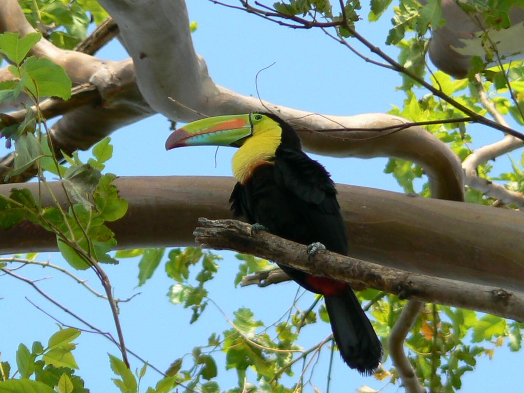 Fischertukan Costa Rica Rainer Stoll