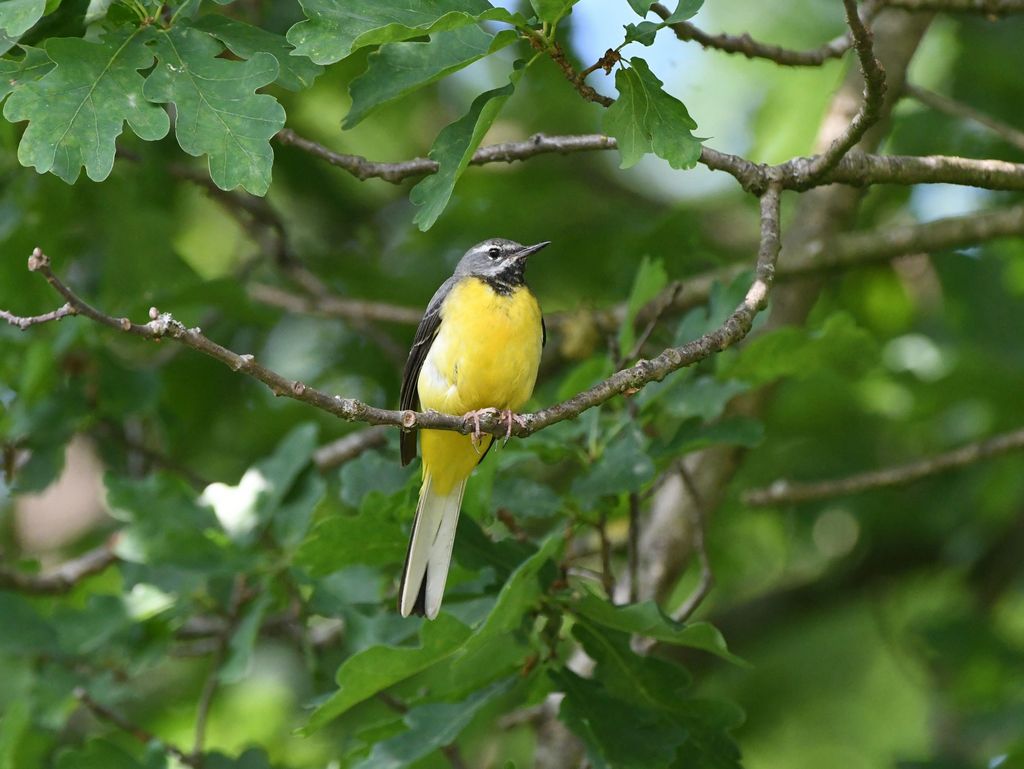 Gebirgsstelze im Baum 