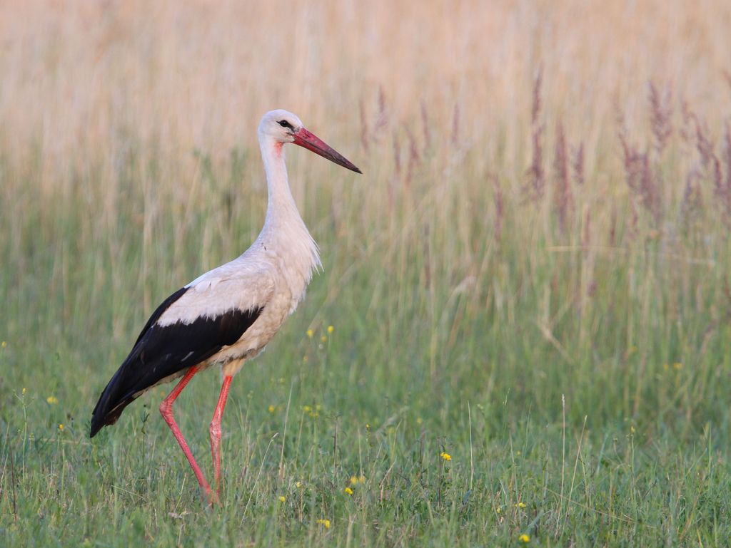 Christoph Moning Weißstorch im Feld 